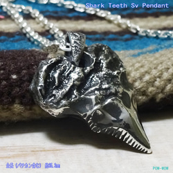 鮫の歯　シャークティース　shark teeth　シルバーペンダント　925　atpsharkt5 2枚目の画像