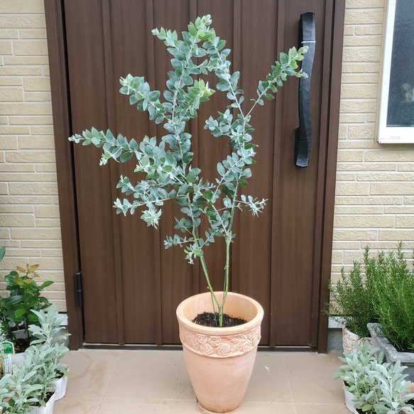再販♡ パールアカシア 鉢植え19 ミモザ 大きめ苗 苗木 シンボル