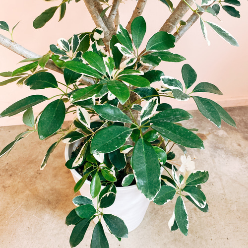 現品］【希少】シェフレラ ムーンドロップ レア 白斑 セラアート鉢