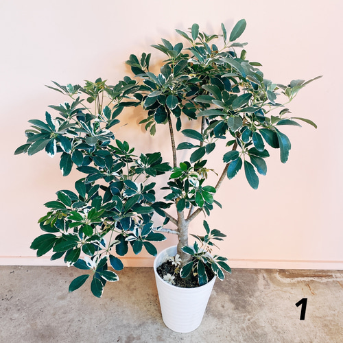 現品］【希少】シェフレラ ムーンドロップ レア 白斑 セラアート鉢