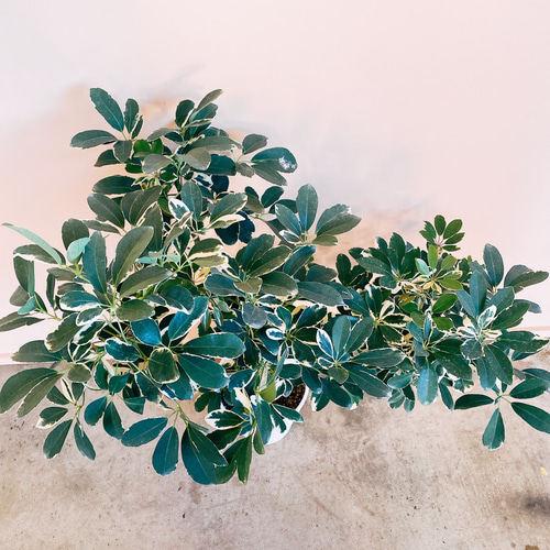 現品］【希少】シェフレラ ムーンドロップ レア 白斑 セラアート鉢