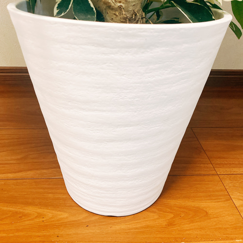 現品］【希少】シェフレラ ムーンドロップ レア 白斑 セラアート鉢