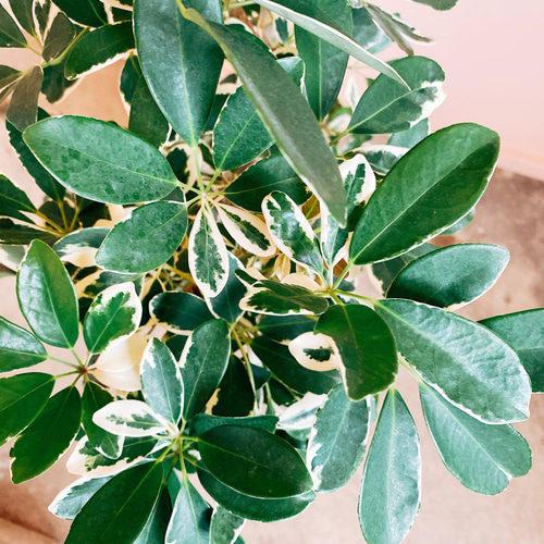 現品］【希少】シェフレラ ムーンドロップ レア 白斑 セラアート鉢