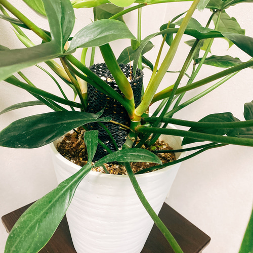 在庫］【希少】【残り一点】フィロデンドロン 69686 観葉植物 鉢受け皿