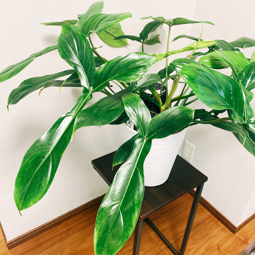 在庫］【希少】【残り一点】フィロデンドロン 69686 観葉植物 鉢受け皿