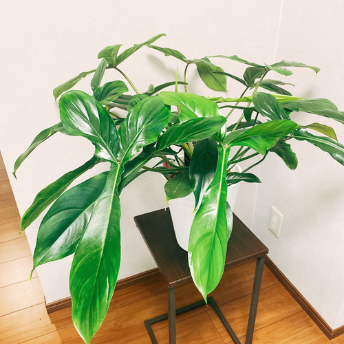 予約　フィロデンドロン 69686　【★＊S.style＊★さま専用】 フィロデンドロン 69686 | GREEN LUCK