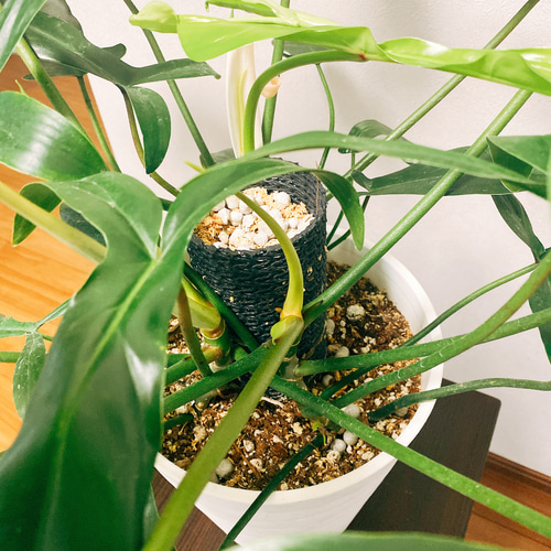 在庫］【希少】【残り一点】フィロデンドロン 69686 観葉植物 鉢受け皿