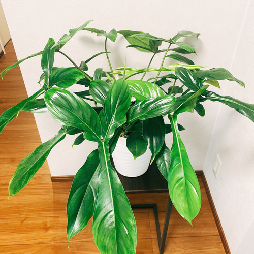 在庫］【希少】【残り一点】フィロデンドロン 69686 観葉植物 鉢受け皿