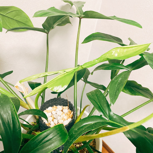 在庫］【希少】【残り一点】フィロデンドロン 69686 観葉植物 鉢