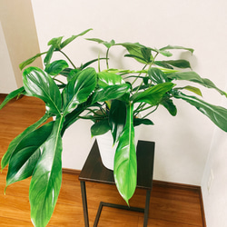 在庫］【希少】【残り一点】フィロデンドロン 69686 観葉植物 鉢受け皿