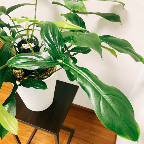 在庫］【希少】【残り一点】フィロデンドロン 69686 観葉植物 鉢受け皿