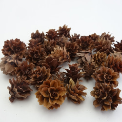 Voacanga africana 種子 西アフリカ原産 希少 熱帯植物 ボアカンガ