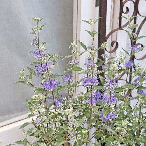 花苗 カリオプテリス スターリングシルバー 3号 多年草 パープル