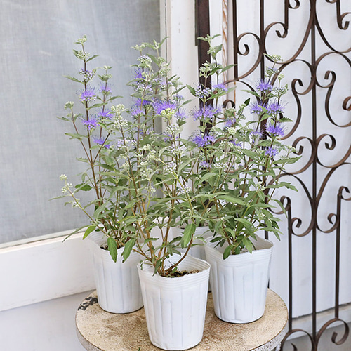 花苗 カリオプテリス スターリングシルバー 3号 多年草 パープル