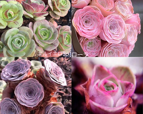 新入荷 超レア新品種 アエオニウム ロイヤルピーコック錦 法師錦 (大品