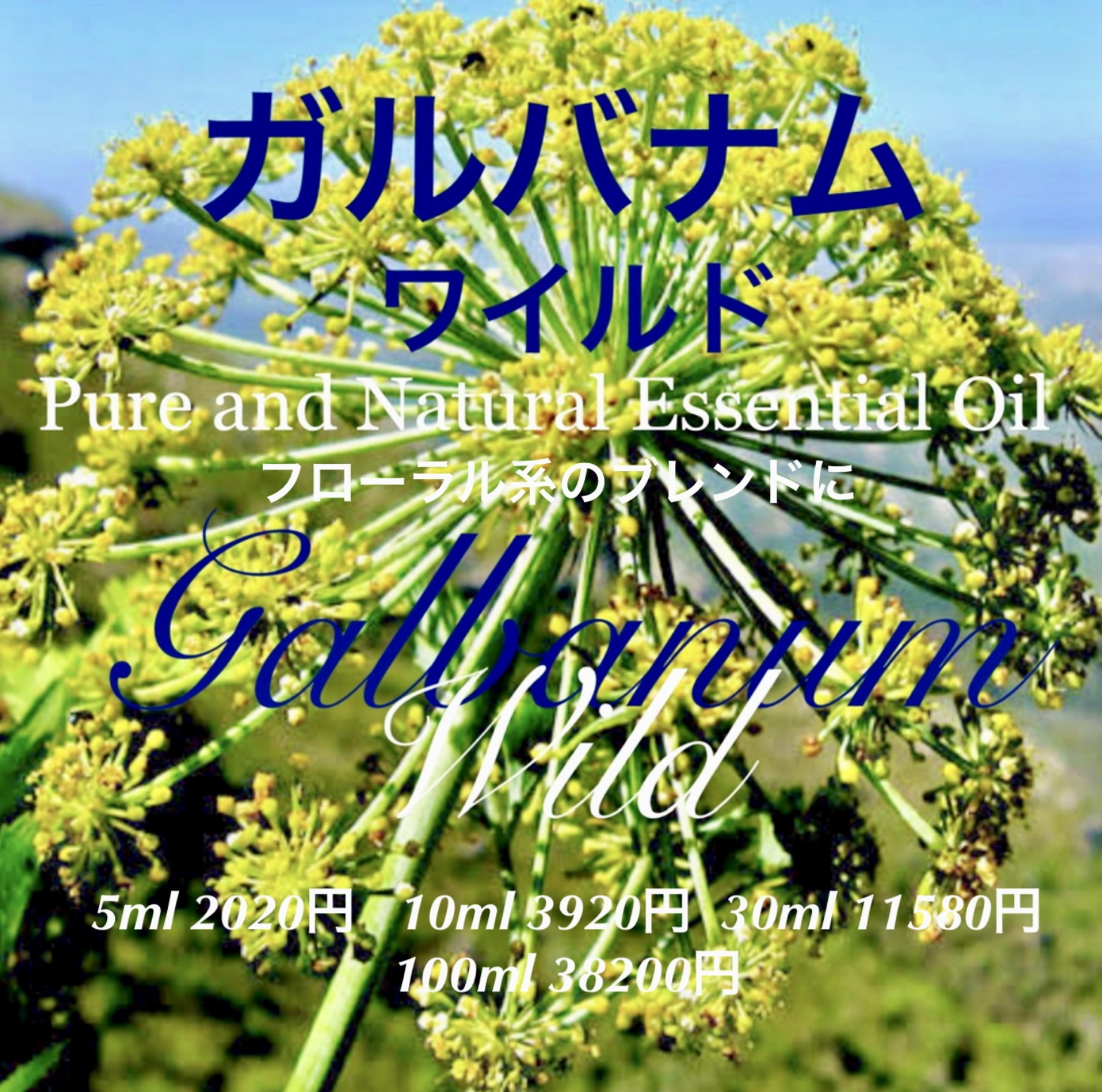 ガルバナムワイルド精油30ml