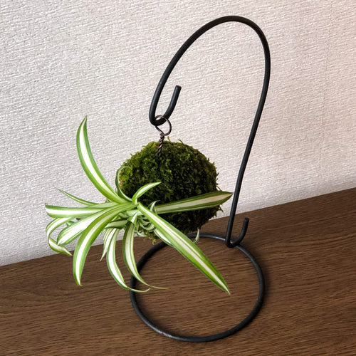 風蘭 吊り下げ苔玉 フウラン 苔玉 着生蘭 吊り下げ 植物と暮らせば園芸楽