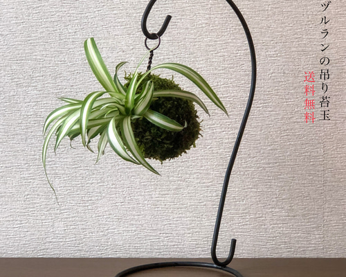 送料無料)オリヅルランの吊り苔玉『空気洗浄能力を持った植物』 盆栽