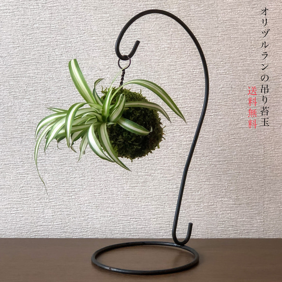 送料無料)オリヅルランの吊り苔玉『空気洗浄能力を持った植物』 盆栽