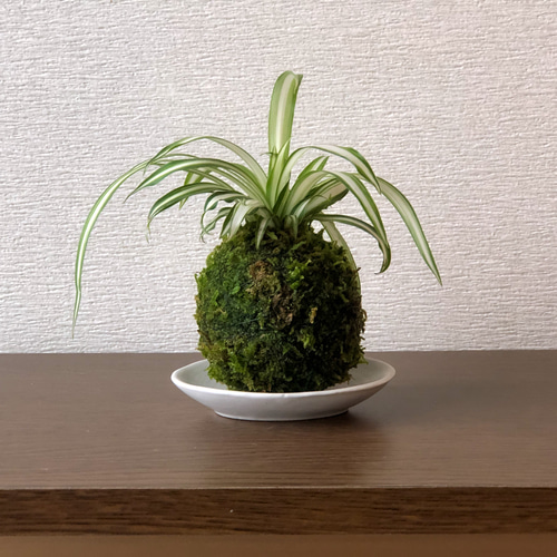 送料無料)オリヅルランの吊り苔玉『空気洗浄能力を持った植物』 盆栽