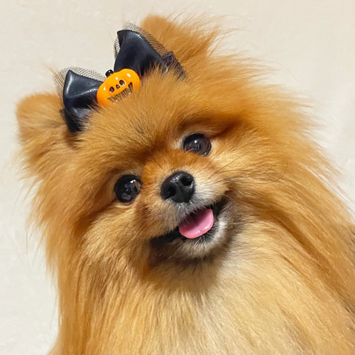 犬服・アクセサリー ssamori azeria アゼリア ルモンドハーネス S H214 ドッグウエア 犬服