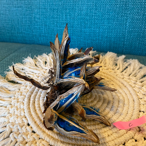 旅人の木 種 タビビトノキ インテリア 大C その他インテリア雑貨