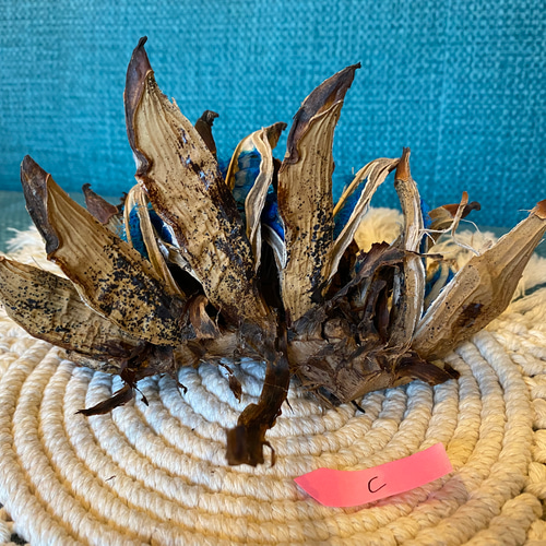 旅人の木 種 タビビトノキ インテリア 大C その他インテリア雑貨