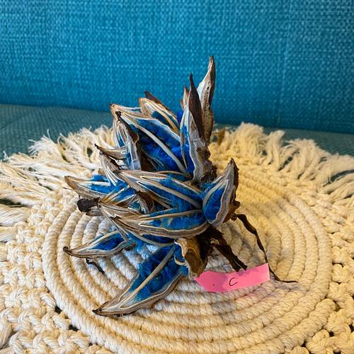 旅人の木 種 タビビトノキ インテリア 大C その他インテリア雑貨