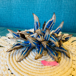 旅人の木 種 タビビトノキ インテリア 大C その他インテリア雑貨