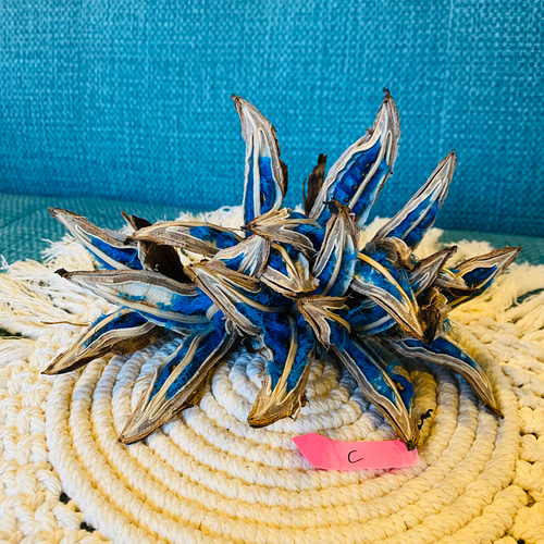 旅人の木 種 タビビトノキ インテリア 大C その他インテリア雑貨