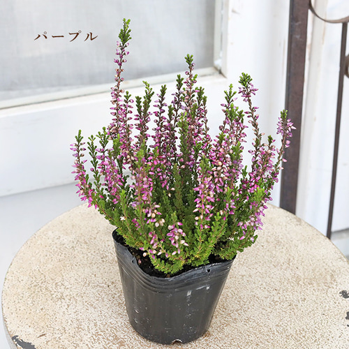 花苗 カルーナ ガーデンガールズ ピンク ホワイト パープル 3号