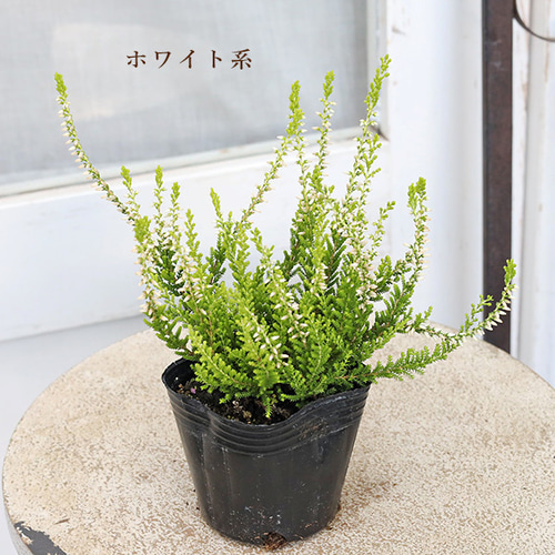 花苗 カルーナ ガーデンガールズ ピンク ホワイト パープル 3号