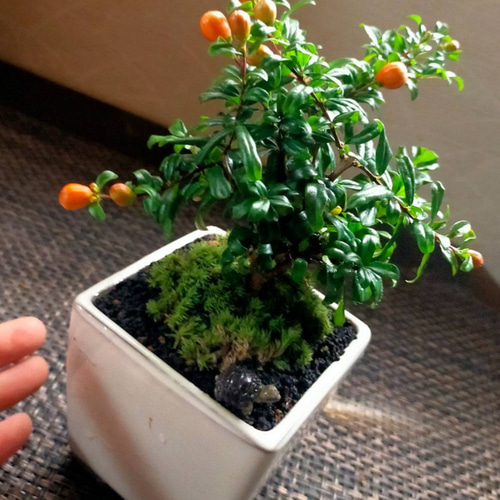 ☆SALE☆姫ザクロ小盆栽鉢☆autumnフェア 一輪挿し・花瓶・花器