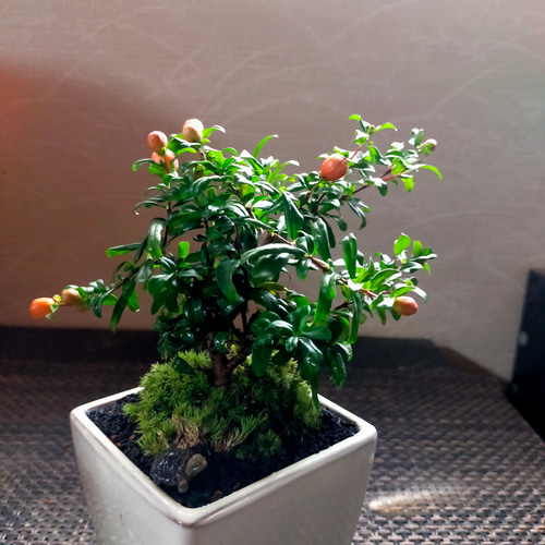 盆栽 『ザクロ』 インテリア 苔 観葉植物 園芸 オブジェ 送料無料 b088 楽天市場】【送料無料 テラリウム キット コケリウム 苔 コケ 苔