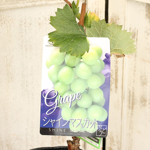 果樹苗木 ぶどう シャインマスカット 5号 ブドウ 登録品種 大粒 甘い
