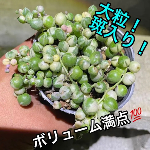 2024高い素材  販売開始‼️斑入りグリーンネックレス✳️1ポット その他多肉植物