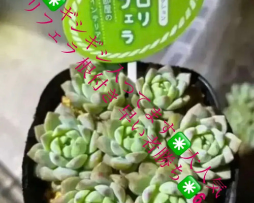 ✳️ギシギシ入ってます✳️大人気 プロリフェラ 根付き 早い者勝ち  