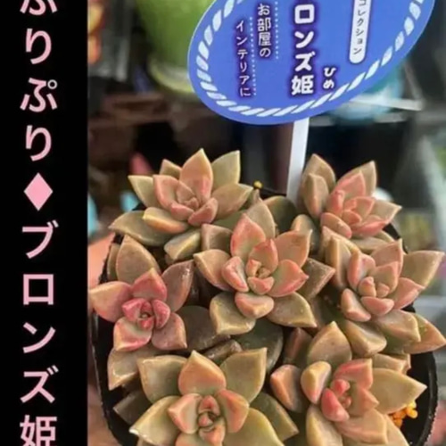 ✳️いつもの倍✳️ 大好評に付き再販多肉 抜き苗 160苗をお買い得価格で❣️ ✳️いつもの倍✳️大好評に付き再販多肉 抜き苗 160苗をお買い得価格