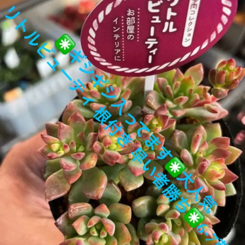 ✳️ギシギシ入ってます✳️大人気 リトルビューティ 根付き 早い者  