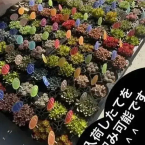 ✳️ギシギシ入ってます✳️大人気 リトルビューティ 根付き 早い者  