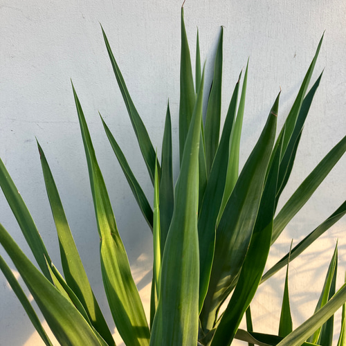 ユッカ＊リュウゼツラン＊観葉植物＊ガーデニング＊ロックガーデン