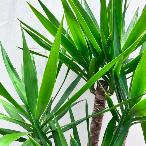 ユッカ　ペンデュラン 61YbyA6HLJL._AC_UF1000,