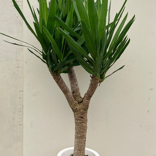 ユッカ＊リュウゼツラン＊観葉植物＊ガーデニング＊ロックガーデン