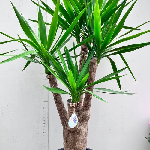 ユッカ＊リュウゼツラン＊観葉植物＊ガーデニング＊ロックガーデン