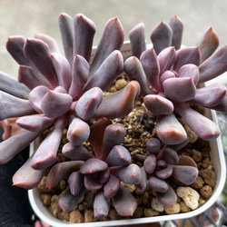 ☆*☆様 W718×105苗 キューピット 土付き エケベリア 多肉植物 韓国苗 根付き小株8個セット エケベリア 韓国苗 多肉植物 お買い得 寄せ