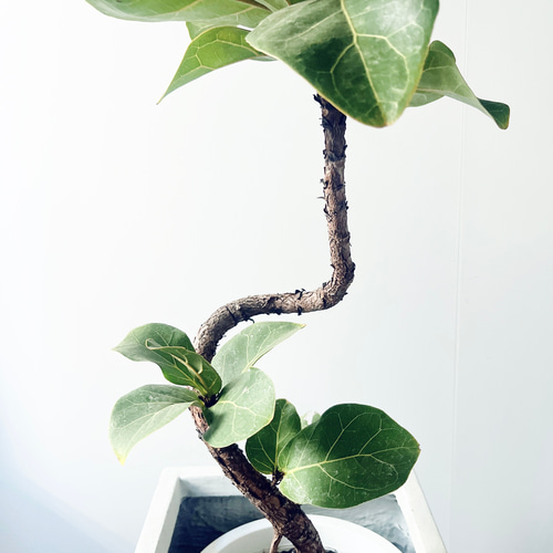 フィカス リラータ 柏葉ゴムの木 曲がり仕立て 陶器鉢 植え込み