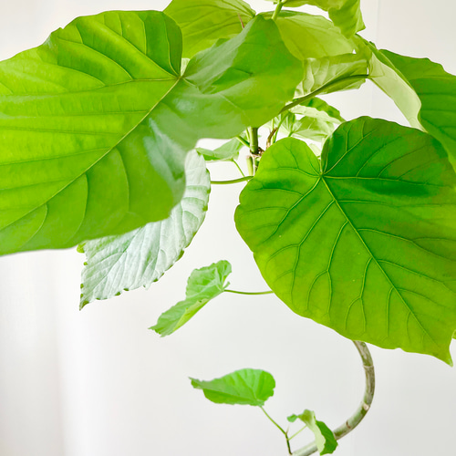 ［現品］A フィカス　ウンベラータ　曲がり　7号　観葉植物　室内　可愛い 楽天市場】フィカス・ウンベラータ曲がり 7号【カンサラ鉢カバー