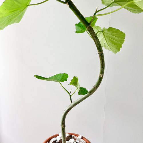 ［現品］A フィカス　ウンベラータ　曲がり　7号　観葉植物　室内　可愛い 観葉植物 本物 フィカス・ウンベラータ 曲がり樹形 7号鉢 鉢