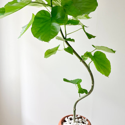 9/3撮影】観葉植物 室内 フィカス ウンベラータ 曲がり 7号