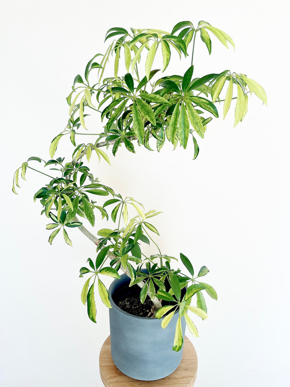 新入荷】シェフレラ アッシュフォリア Lサイズ 観葉植物 calm